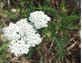 Schafgarbe – Achillea millefolium