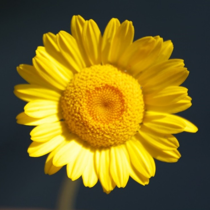 Färber-Hundskamille – Anthemis tinctoria